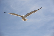 Eine M&ouml;we im Flug